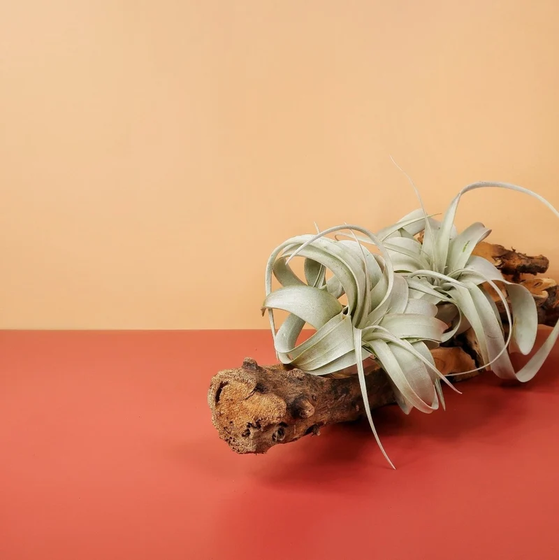 TILLANDSIA XEROGRAPHICA