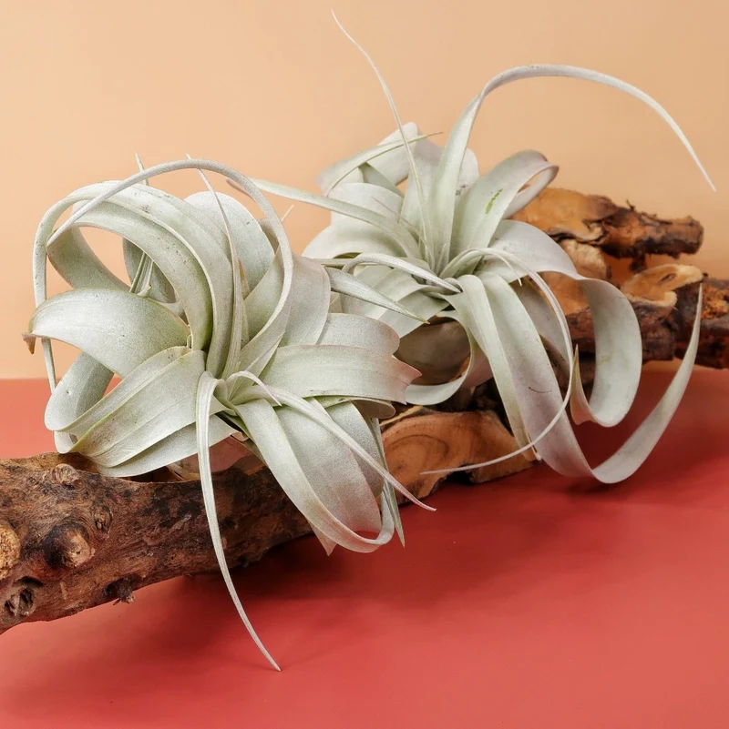 TILLANDSIA XEROGRAPHICA