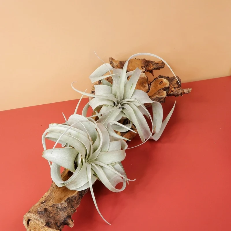 TILLANDSIA XEROGRAPHICA