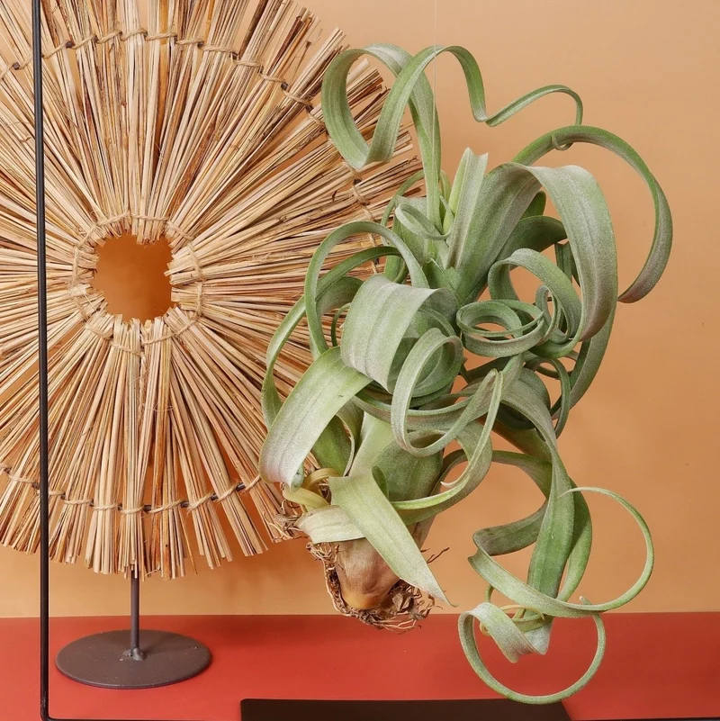 TILLANDSIA CURLY SLIM