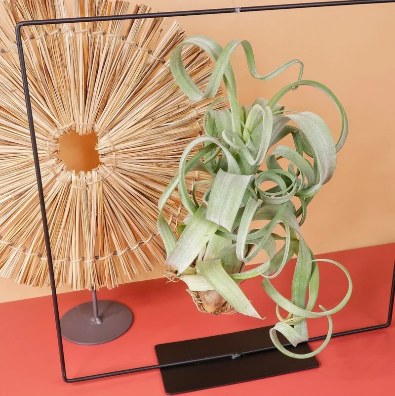 TILLANDSIA CURLY SLIM
