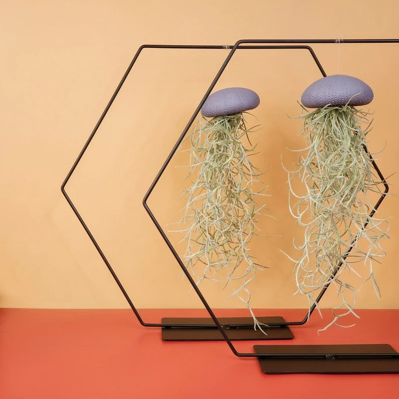 TILLANDSIA USNEOIDES - PURPLE