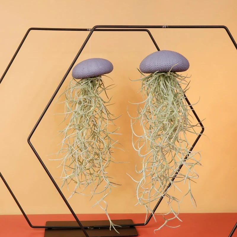 TILLANDSIA USNEOIDES - PURPLE