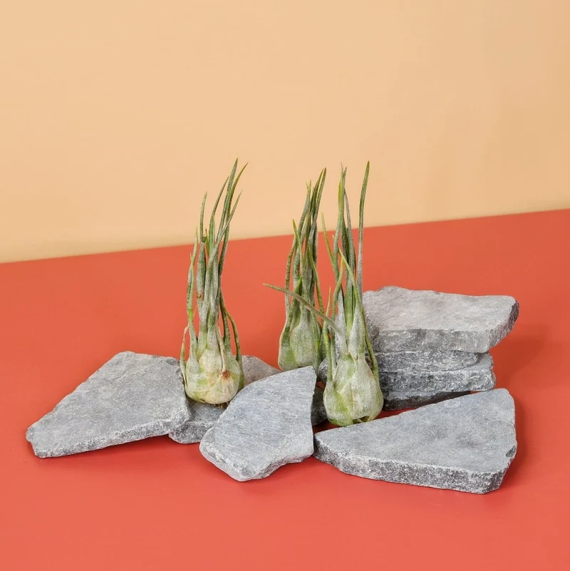 TILLANDSIA ARIZA JULIAE