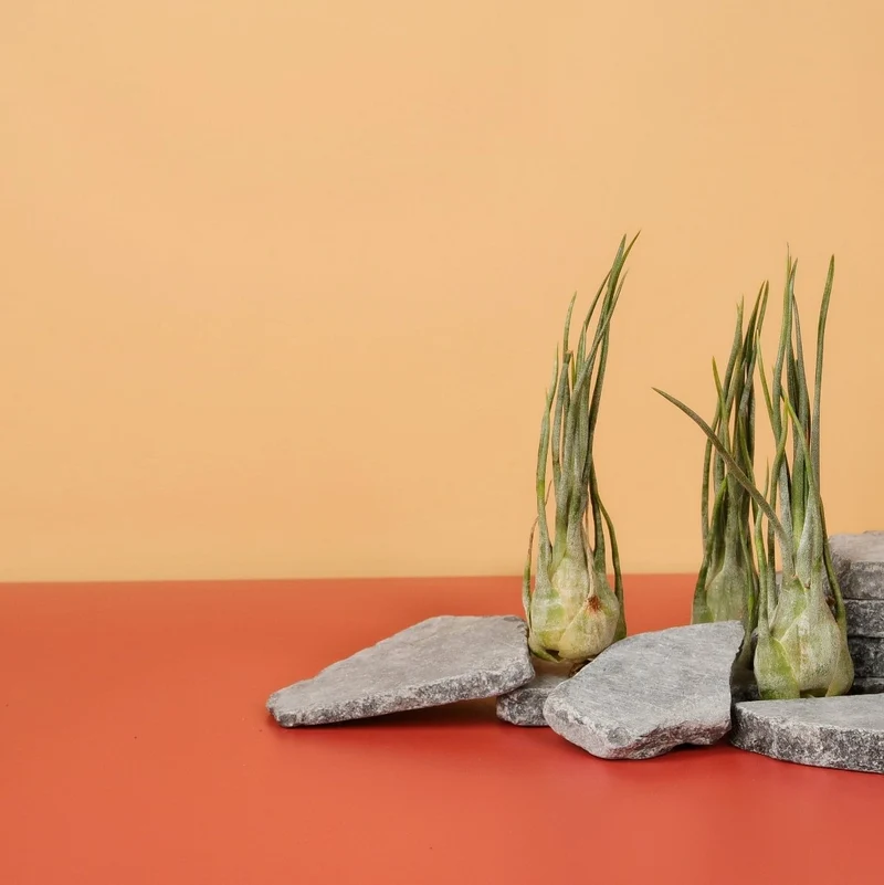 TILLANDSIA ARIZA JULIAE