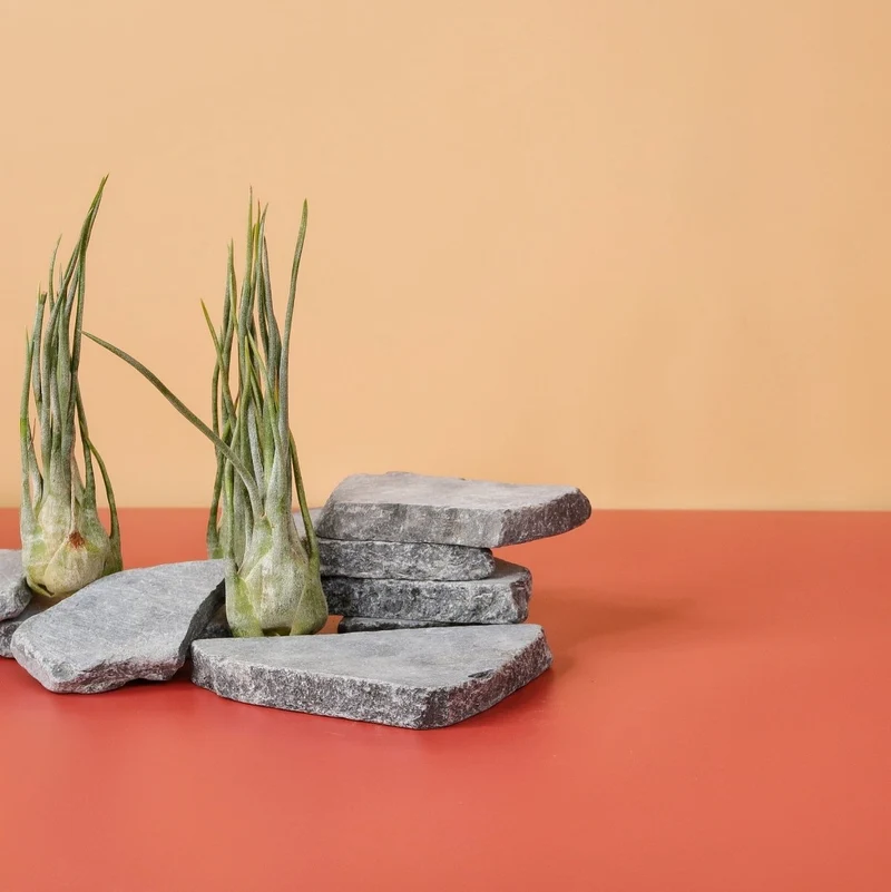 TILLANDSIA ARIZA JULIAE