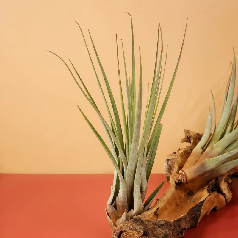 TILLANDSIA FASCICULATA