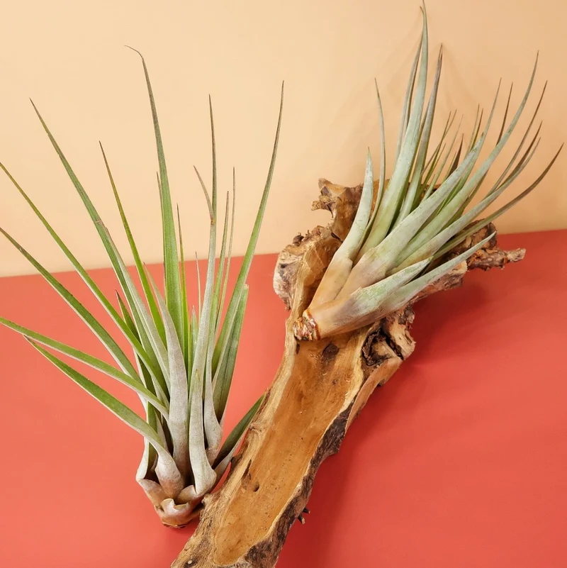 TILLANDSIA FASCICULATA