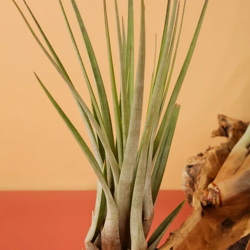 TILLANDSIA FASCICULATA