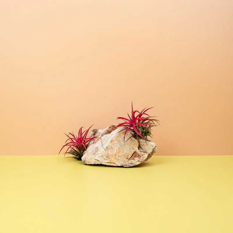TILLANDSIA IONANTHA RED