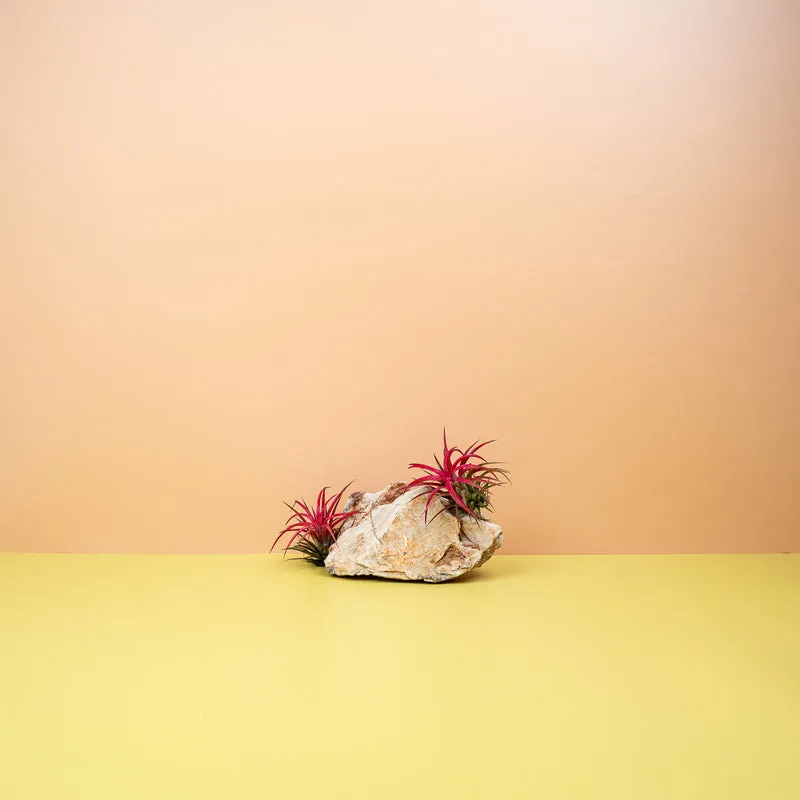TILLANDSIA IONANTHA RED