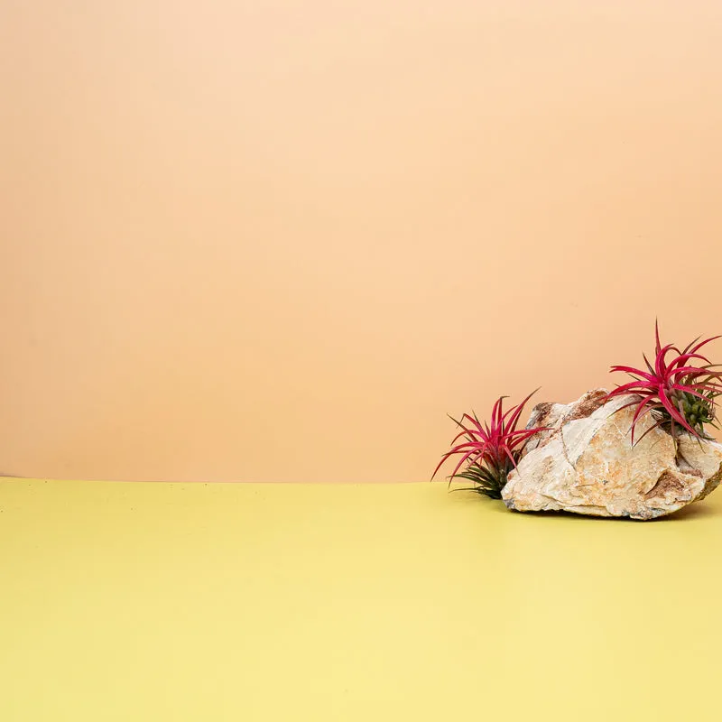 TILLANDSIA IONANTHA RED