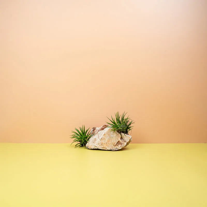 TILLANDSIA IONANTHA GREEN