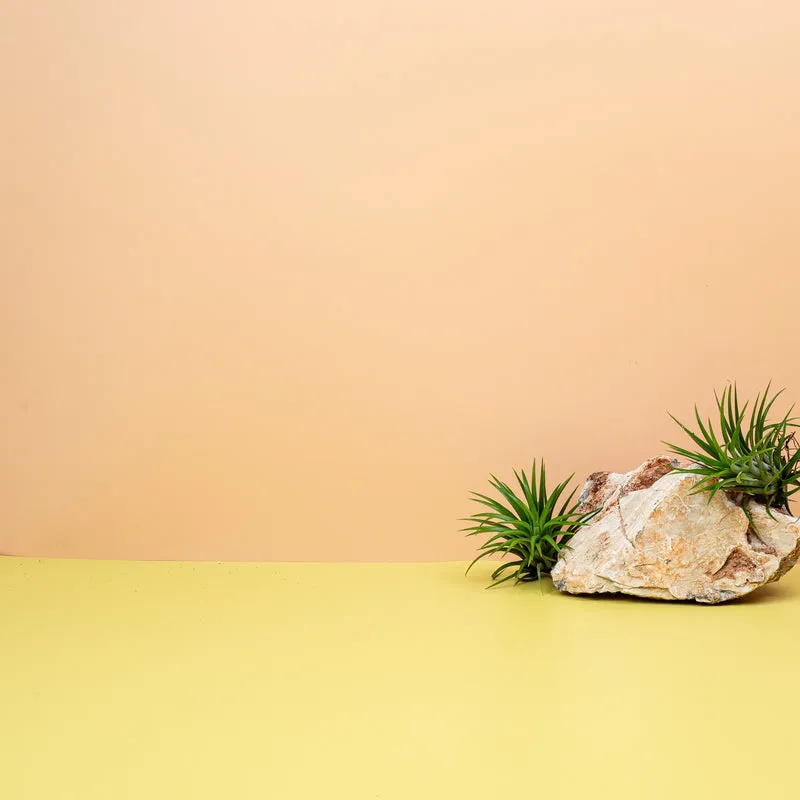 TILLANDSIA IONANTHA GREEN
