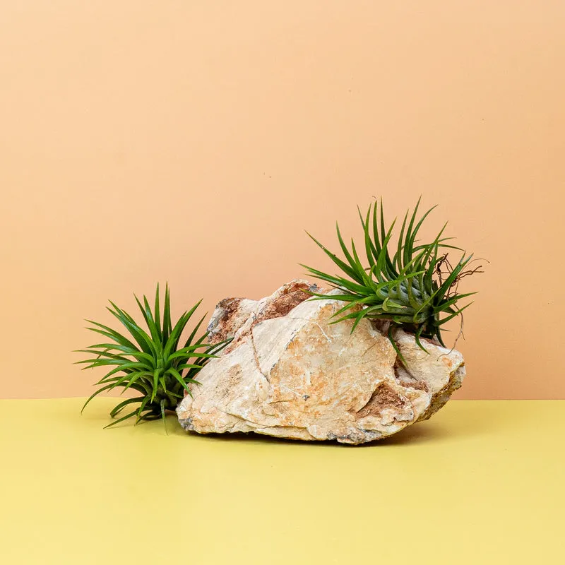 TILLANDSIA IONANTHA GREEN