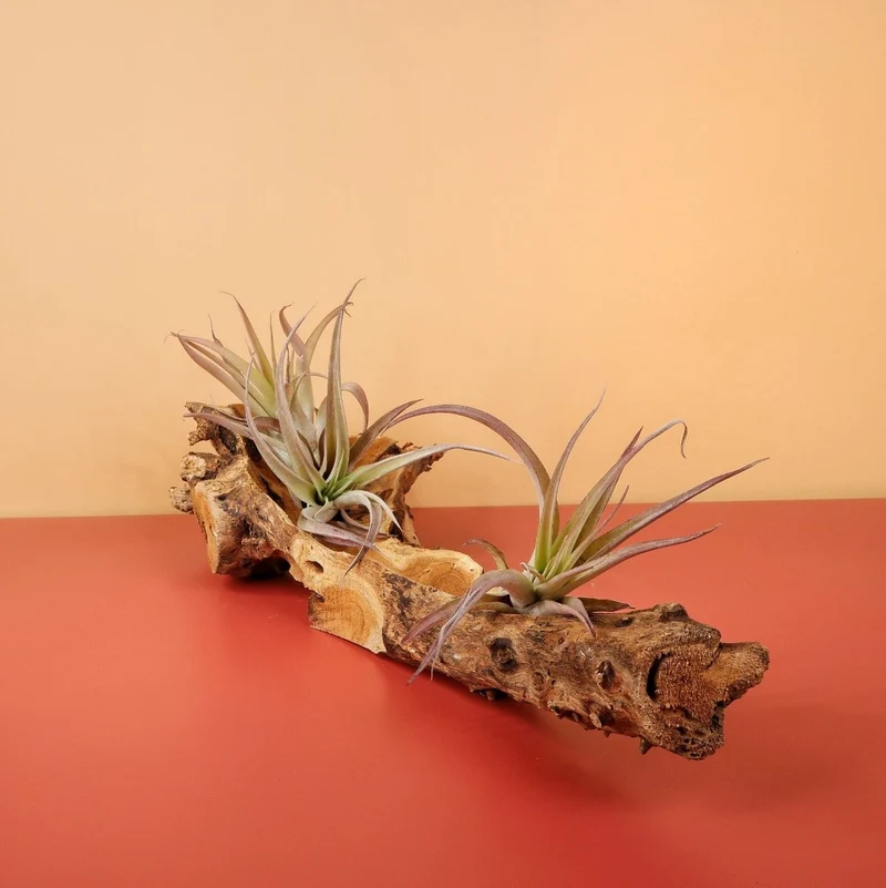 TILLANDSIA CAPITATA PEACH