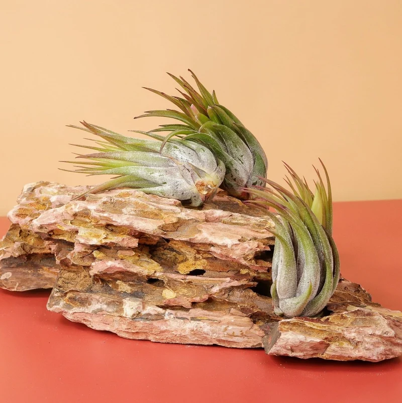TILLANDSIA IONANTHA SCAPOSA