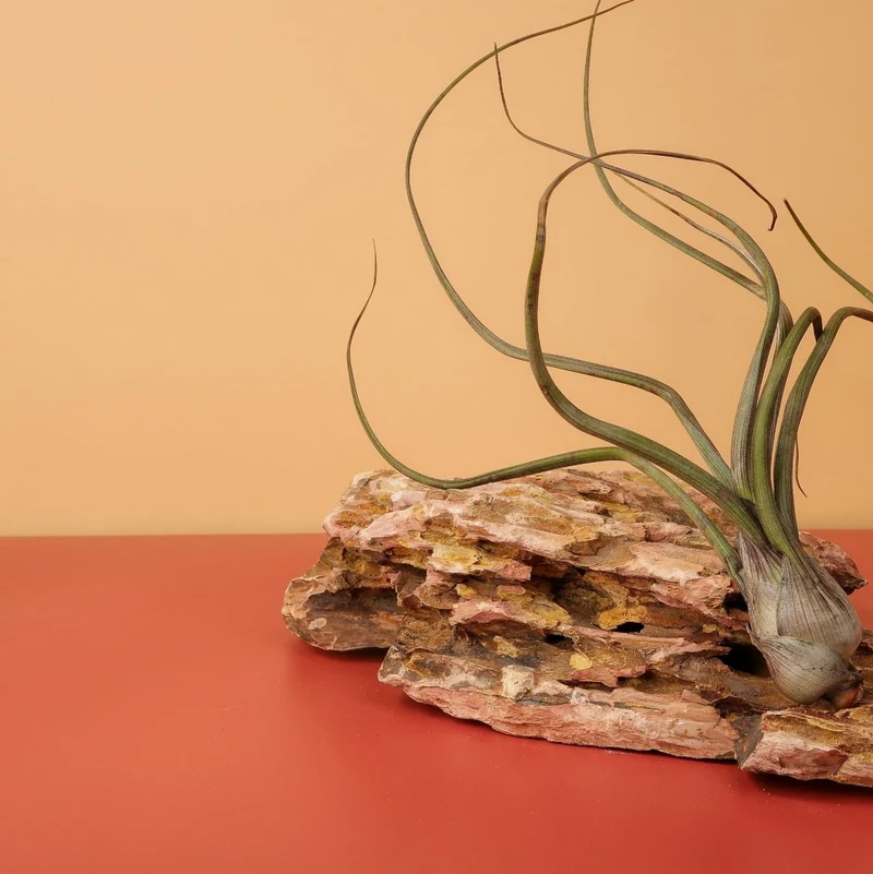 TILLANDSIA BAILEYI
