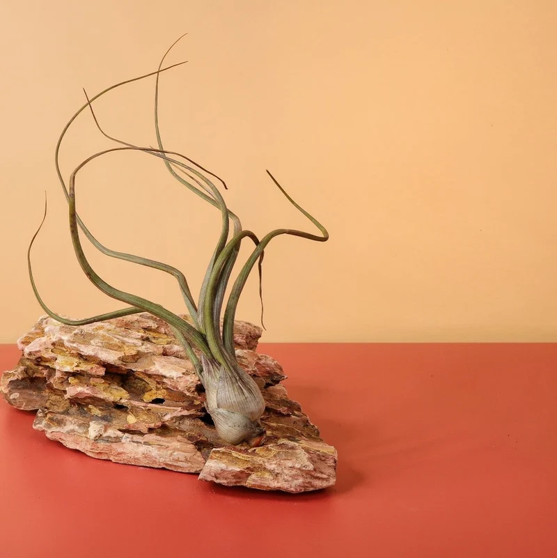 TILLANDSIA BAILEYI
