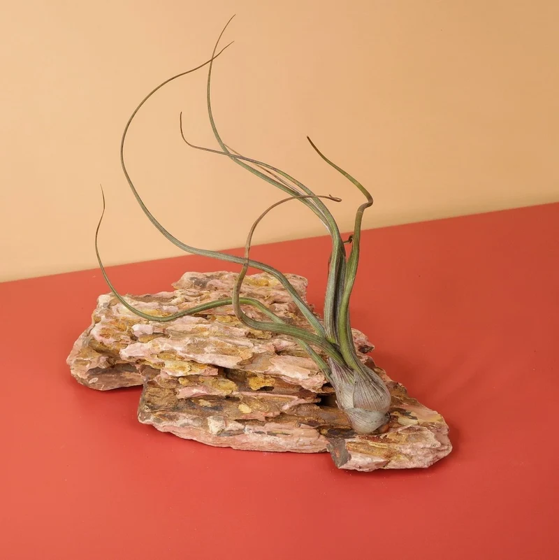 TILLANDSIA BAILEYI