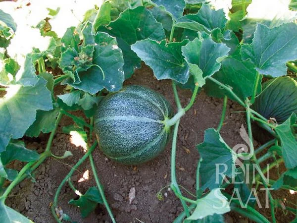 BIO Saatgut Zuckermelone Petit gris de Rennes