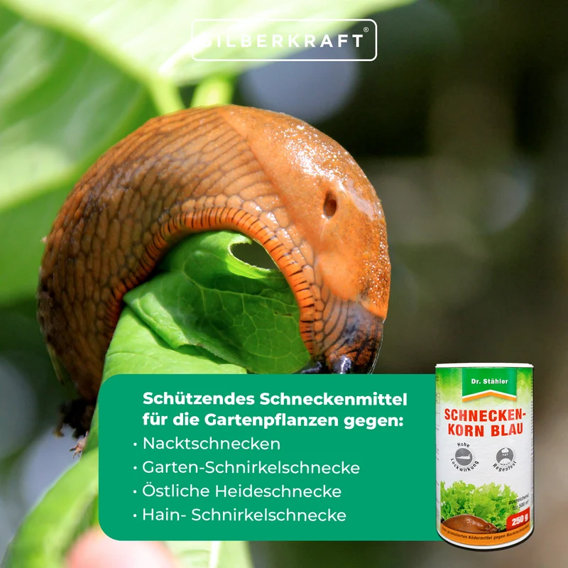 Schneckenkorn blau: Schützendes Schneckenmittel für die Gartenpflanzen