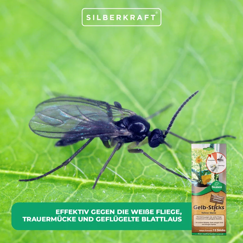 Silence Gelb-Sticks: Effektives Monitoring gegen die weiße Fliege, Trauermücke und Blattlaus
