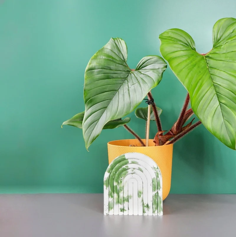 PHILODENDRON SQUAMICAULE