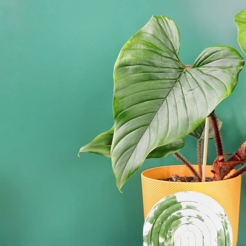 PHILODENDRON SQUAMICAULE