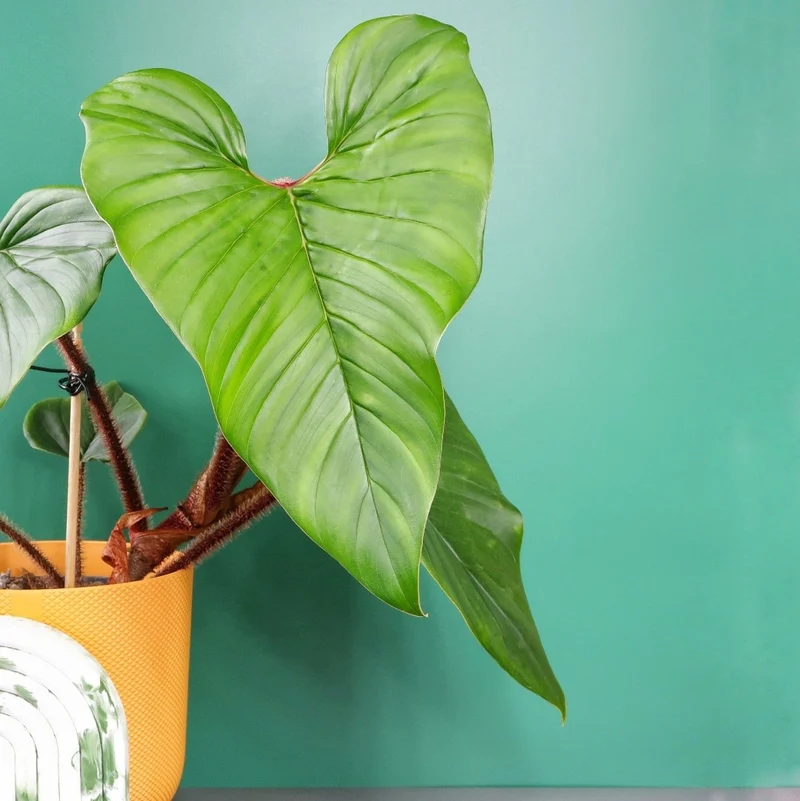 PHILODENDRON SQUAMICAULE