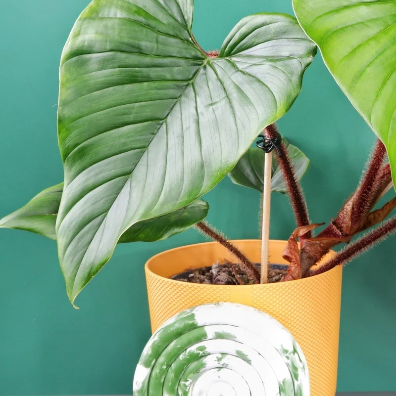 PHILODENDRON SQUAMICAULE