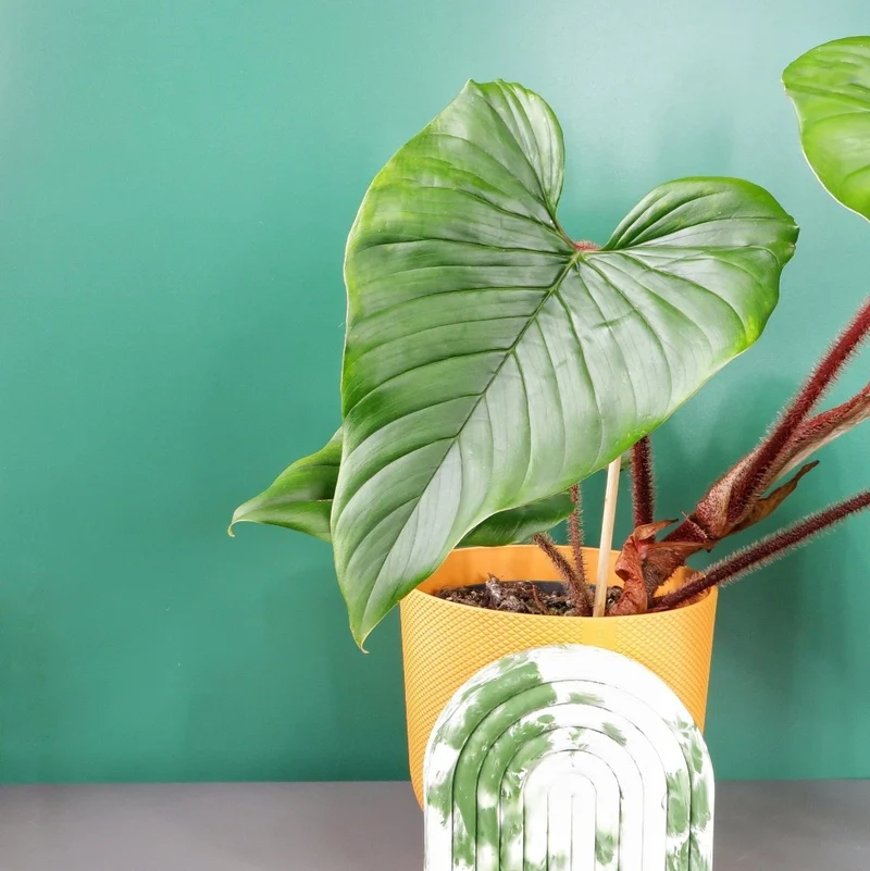 PHILODENDRON SQUAMICAULE