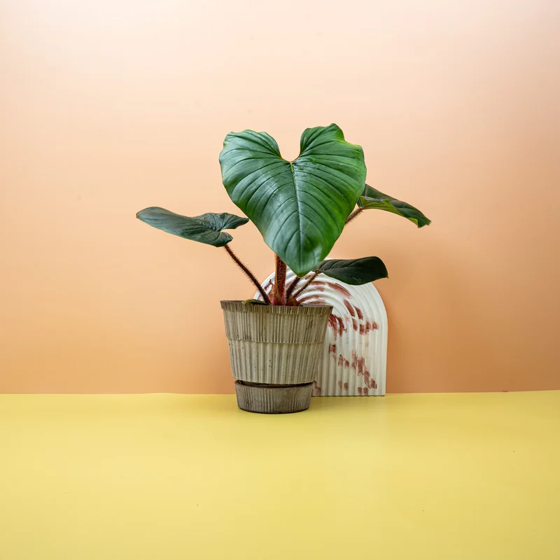 PHILODENDRON SQUAMICAULE