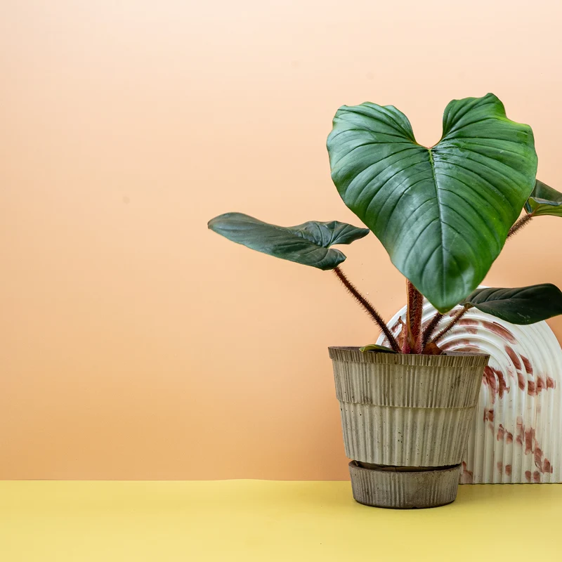 PHILODENDRON SQUAMICAULE