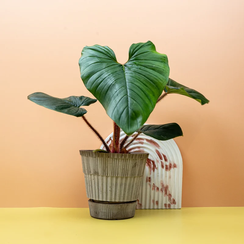 PHILODENDRON SQUAMICAULE