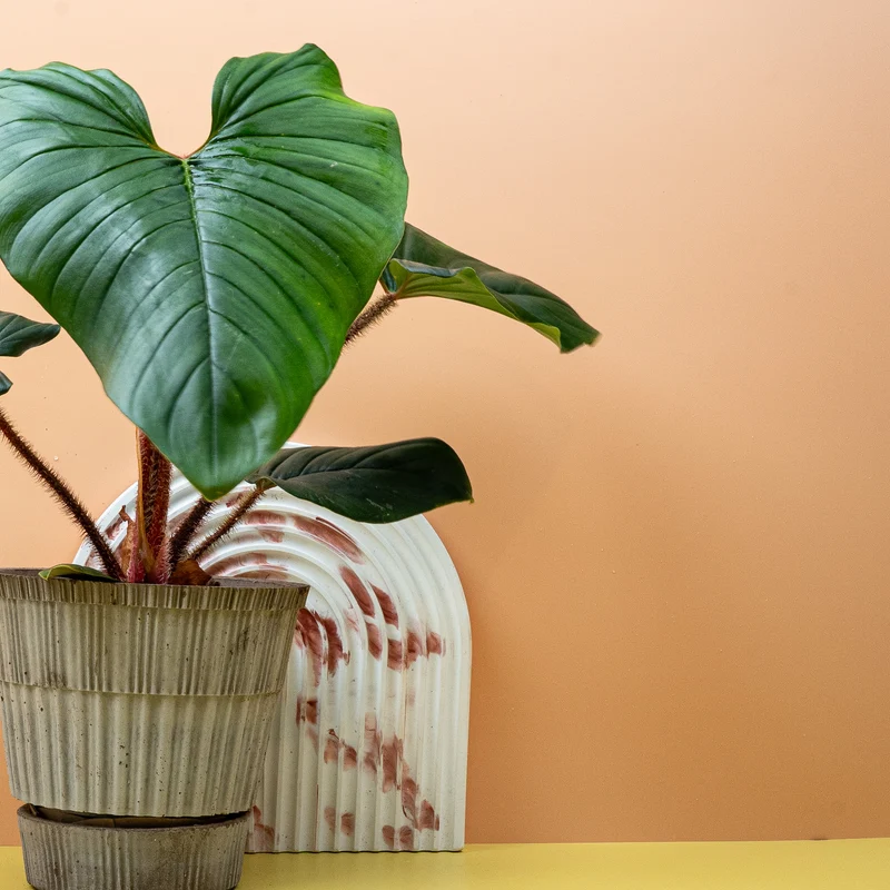 PHILODENDRON SQUAMICAULE