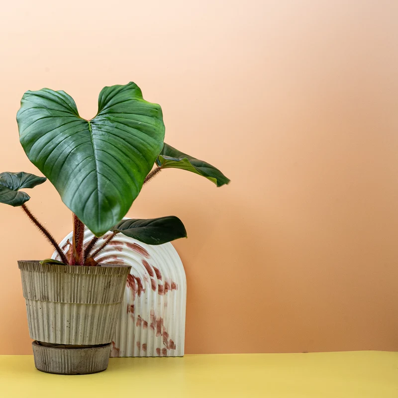 PHILODENDRON SQUAMICAULE