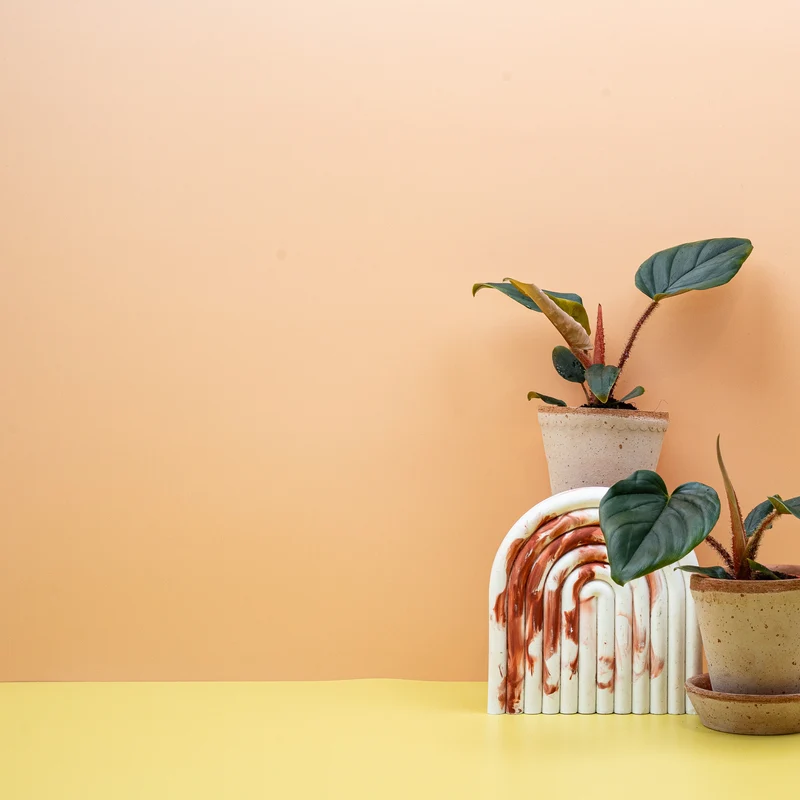 PHILODENDRON SQUAMICAULE
