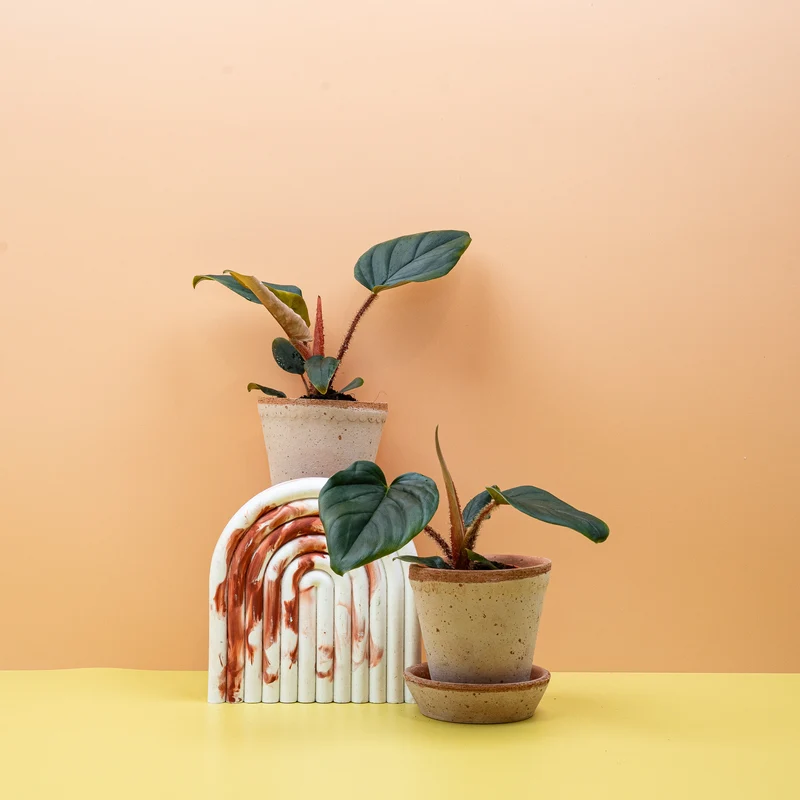 PHILODENDRON SQUAMICAULE