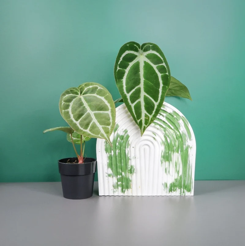 ANTHURIUM CRYSTALLINUM X CLARINERVIUM