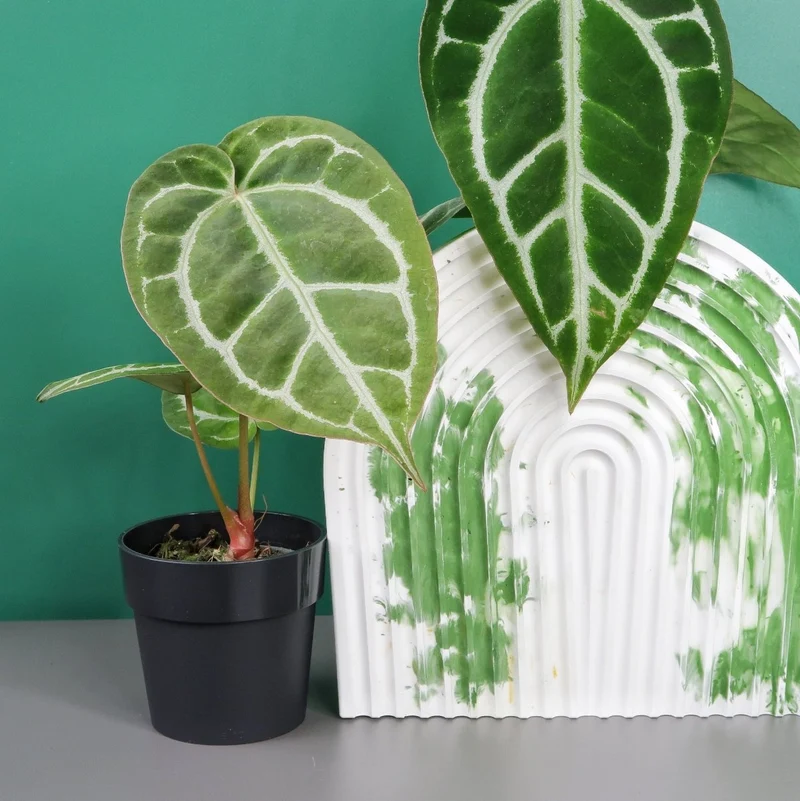 ANTHURIUM CRYSTALLINUM X CLARINERVIUM