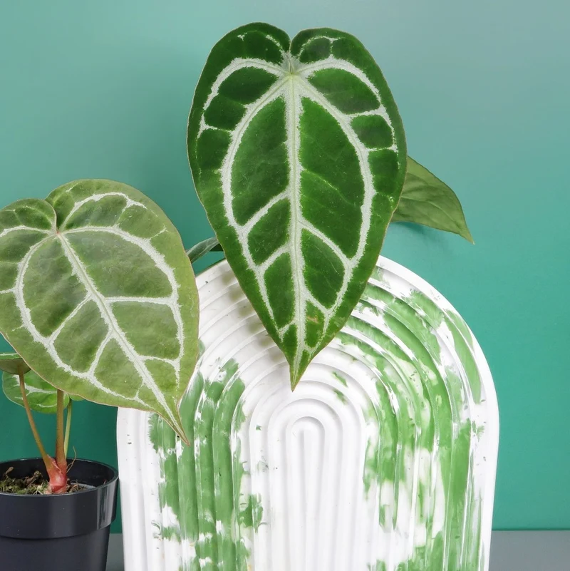 ANTHURIUM CRYSTALLINUM X CLARINERVIUM