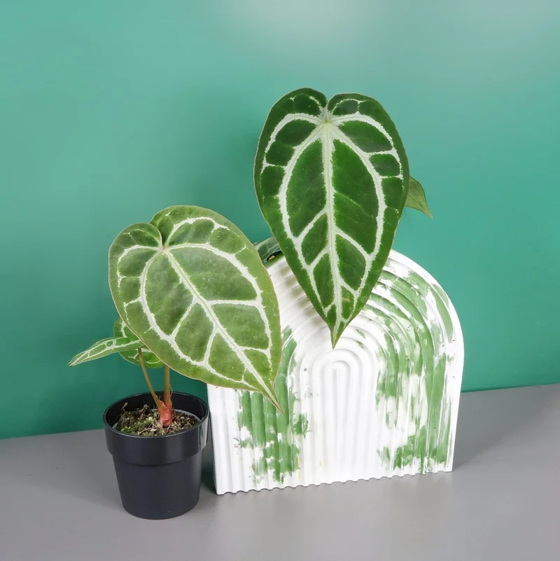 ANTHURIUM CRYSTALLINUM X CLARINERVIUM