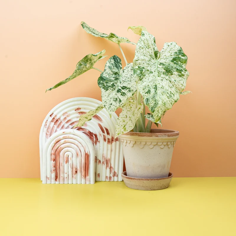 ALOCASIA MACRORRHIZA SPLASH