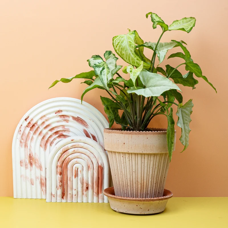 SYNGONIUM THREE KINGS