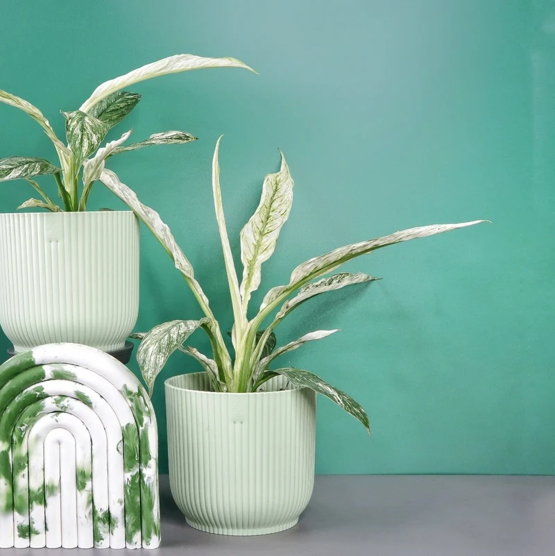 SPATHIPHYLLUM SENSATION VARIEGATA