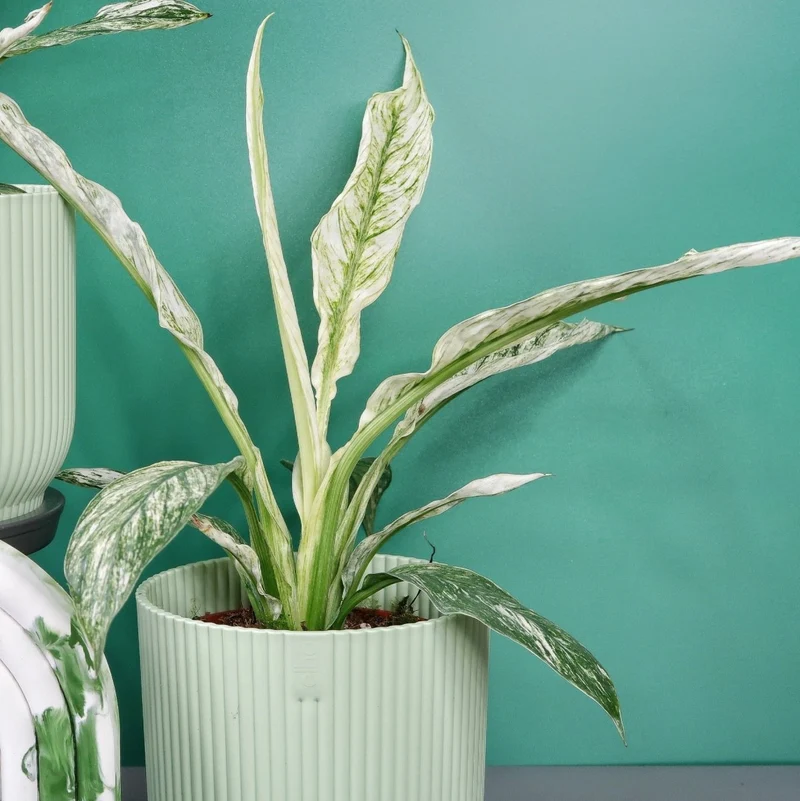 SPATHIPHYLLUM SENSATION VARIEGATA