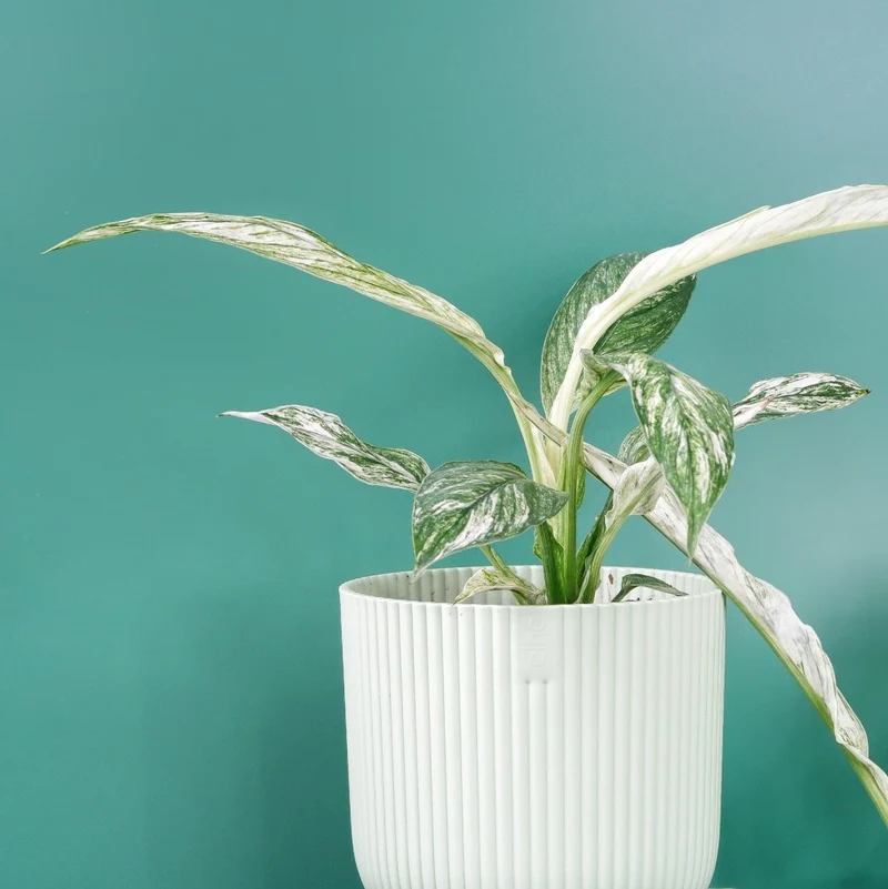 SPATHIPHYLLUM SENSATION VARIEGATA