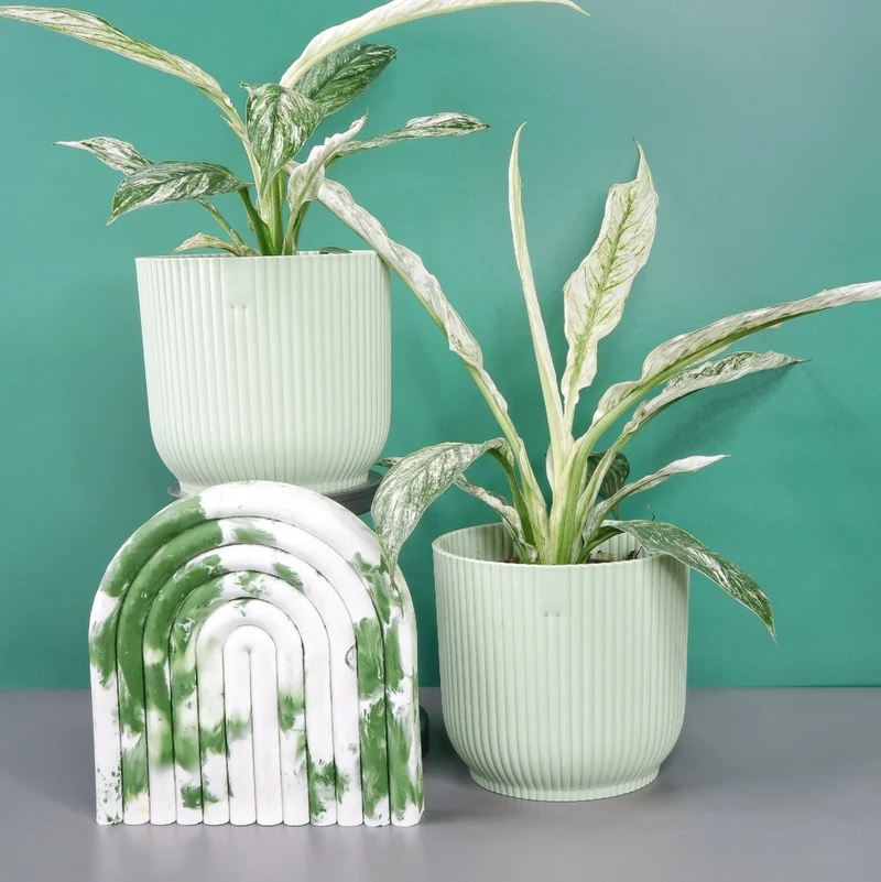 SPATHIPHYLLUM SENSATION VARIEGATA