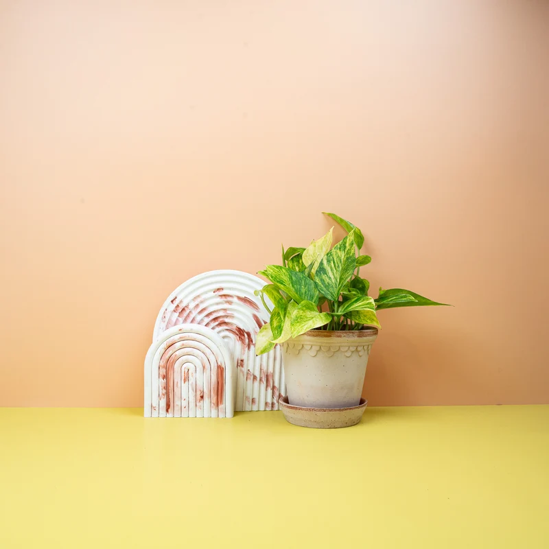 EPIPREMNUM NJOY GOLD
